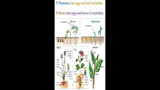 Monocots and Dicots Definition geneticteacher [upl. by Hcaz]