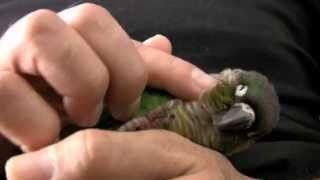 Green Cheek Conure Parrot  What they are like  Baby GCC [upl. by Emanuel]