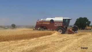 New holland L 517 Laverda segando trigo  En HD [upl. by Chanda]