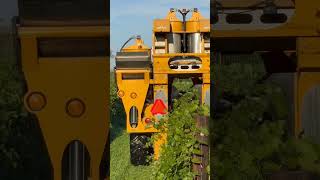 How our Grape Harvester works to help us pick grapes quickly and efficiently 🍇 [upl. by Karwan]