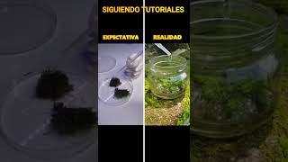 Como encontrar TARDIGRADOS  SIGUIENDO TUTORIALES [upl. by Dowell]