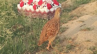 Expert Reveals SECRET Teetar Francolin Bird Voices in Forest [upl. by Tengdin]