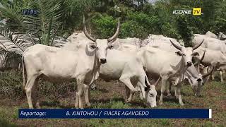 Gestion de la transhumance dans le Zou  les producteurs agricoles de Zagnanado en colère [upl. by Server]