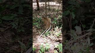 Wildlife monkey in Amber troop monkeyaction monkey monkeybehavior [upl. by Yengac132]