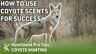 HOW TO Use Coyote Scents for SUCCESS [upl. by Refinney]