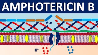 Amphotericin B  Mechanism side effects precautions and uses [upl. by Conlan]