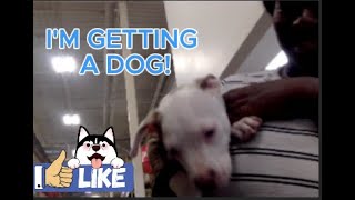 VLOGTOBER 2024 🎃DAY 31 ITS OVER IM GETTING A DOG [upl. by Nam]