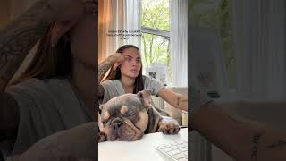 Sleepy frenchie doglover dogvideos frenchbulldog shorts [upl. by Adnawot]