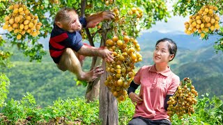 Harvesting Kumquat Goes to the market sell  Lý Thị Ngọc [upl. by Nnylyar]