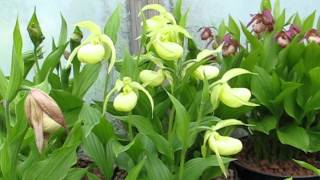 Cypripediums in pots [upl. by Michail464]