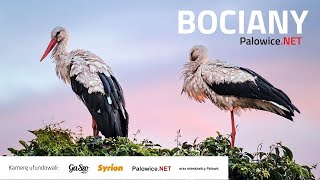 Bociany Palowice [upl. by Anehsat]