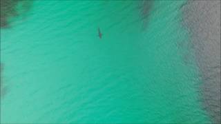 Great white shark Hyams Beach Jervis Bay baysideaerialimagescom [upl. by Quartus]