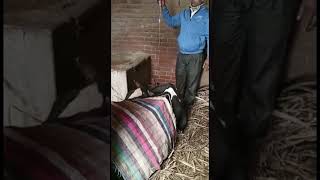 Follow up case of downer cow syndrome l treatment of downer cow syndrome l dr umar khan [upl. by Shani]