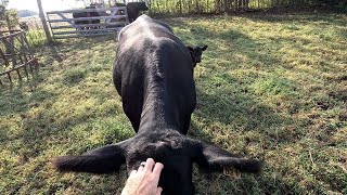 Cow fun working new calves and moving pastures [upl. by Maziar]