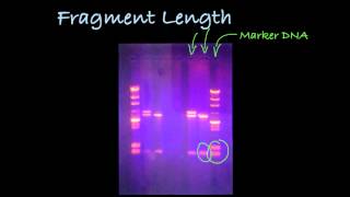 Determining DNA Fragment Length in a Gel [upl. by Anaig41]