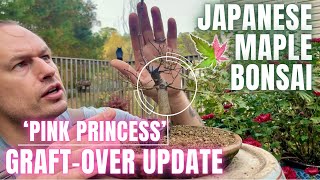 Japanese Maple Bonsai  Separating Approach Graft Donor Material [upl. by Somar]