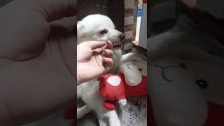 my Indian Pomeranian dog dog doglife doglover dogslife spitzpuppy viral [upl. by Finah103]