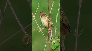 Canáriodocampo Emberizoides herbicolabirds aves da mata atlântica aves de Lídice Shorts [upl. by Mechelle]