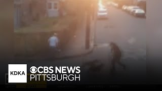 Loose pit bulls bite people during trickortreat in Pennsylvania [upl. by Ecnaled]