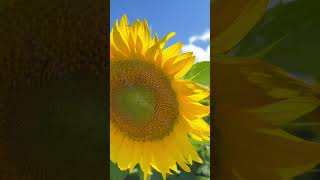 Canadas Sunflower Fields Are Out of This World sunflower naturelovers fyp canada youtubeshorts [upl. by Anayi710]