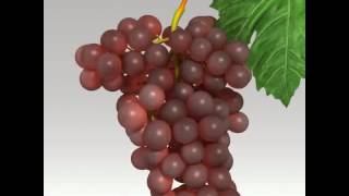 3D Model of Red Grapes Review [upl. by Reiss]