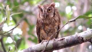 Tropical Screech Owl  Megascops choliba  Colombian Screech owl [upl. by Nylteak]