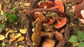 Cueillette des champignons  une année record [upl. by Chiang557]