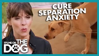 How To Cure A Dogs Separation Anxiety  Its Me Or The Dog [upl. by Darsie]