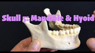 Skull 5 Mandible amp Hyoid [upl. by Oznol350]