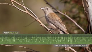 Grey Shrikethrush Sounds  Song and Calls [upl. by Winebaum]