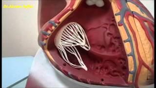 External and internal features of the heart  plastic model [upl. by Katt]