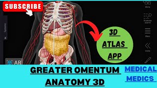 Greater Omentum  Anatomy of Greater Omentum 3d  Abdomen Anatomy [upl. by Ylloj]