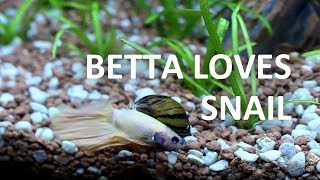 Zebra Nerite Snail  Beginner Guide [upl. by Colner]