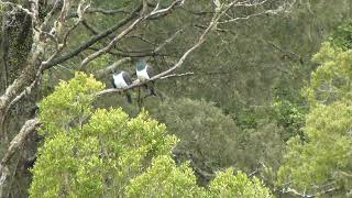 New Zealand Kereru pair NZ native pigeons [upl. by Caton]