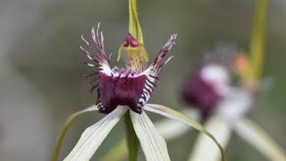 180 Spider Orchids of SW Australia amp the Rotten Bastards That Love Them CPBBD AUSTRALIA VOL 3 [upl. by Atronna]