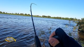 PESCAR NO PANTANAL É UMA EXPERIENCIA ÚNICA [upl. by Meggie]