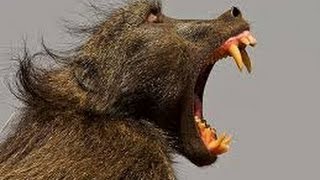 Baboon Fight  Chacma  Sony DEV 5  Filmed by Greg Morgan [upl. by Strepphon]