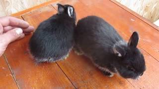 Iepurasii pitici Dwarf bunnies [upl. by Anitsim]