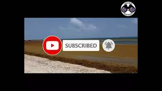 2023 Sargassum  Dominican Republica  Punta Cana Uvero Alto  Jewel resort [upl. by Tacklind]