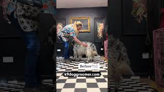 English Setter grooming before amp after englishsetter derbyshire [upl. by Adnovay]