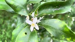 Papilio helenus モンキアゲハ attracted to Kumquat emerging flowers [upl. by Odele]