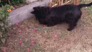 Scottish terrier burying his bone [upl. by Damon]