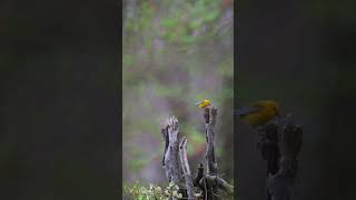 Prothonotary Warbler Exploring  Minute of Wildlife birds wildlife nature [upl. by Edris]