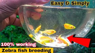 Zebrafish Breeding  Tamil  Aathi Aqua Vlog [upl. by Nosyt]