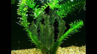 Anacharis Elodea Egeria Densa ADA Easy Live Fish Aquarium Pond Plants Java Moss [upl. by Durstin103]