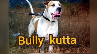 Bully kutta Alangu Mastiff Indian Mastiff Pakistani Mastiff Sindhi Mastiff Indian Bully [upl. by Ardekahs]