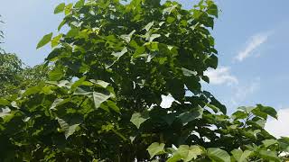 Paulownia Elongata ornamental [upl. by Miki]