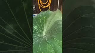 Gods Creation naturalistparadise gardeningtips plants indoorplants indoorplanting [upl. by Knut85]