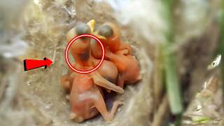 Delicate Beauty The Adorable Zitting Cisticola bird Babies Unveiled birdswithme107 [upl. by Kassi833]