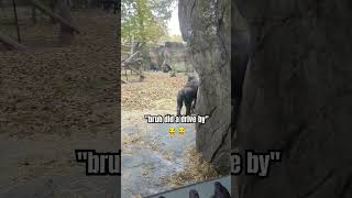 Like sub ENJOI gorillas nczoo asheboro zoo gorilla shorts shortsfeed [upl. by Hazem]